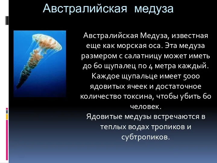 Австралийская медуза Австралийская Медуза, известная еще как морская оса. Эта