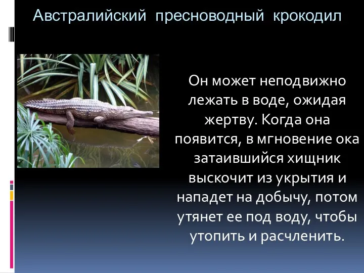 Австралийский пресноводный крокодил Он может неподвижно лежать в воде, ожидая