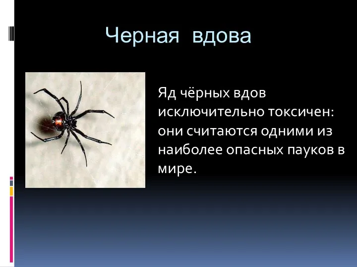 Черная вдова Яд чёрных вдов исключительно токсичен: они считаются одними из наиболее опасных пауков в мире.