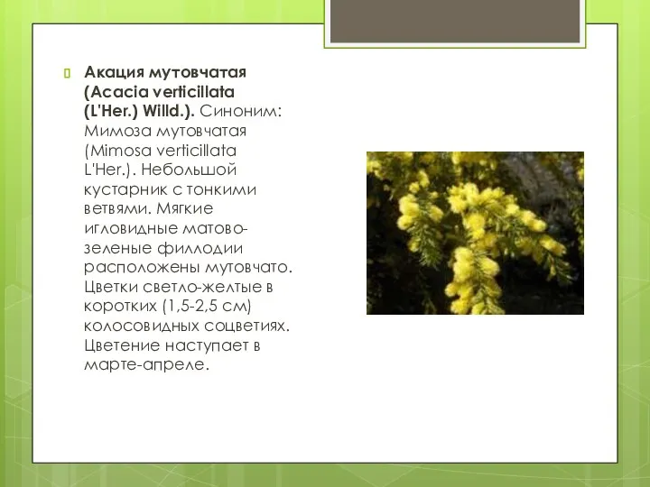Акация мутовчатая (Acacia verticillata (L'Her.) Willd.). Синоним: Мимоза мутовчатая (Mimosa verticillata L'Her.). Небольшой