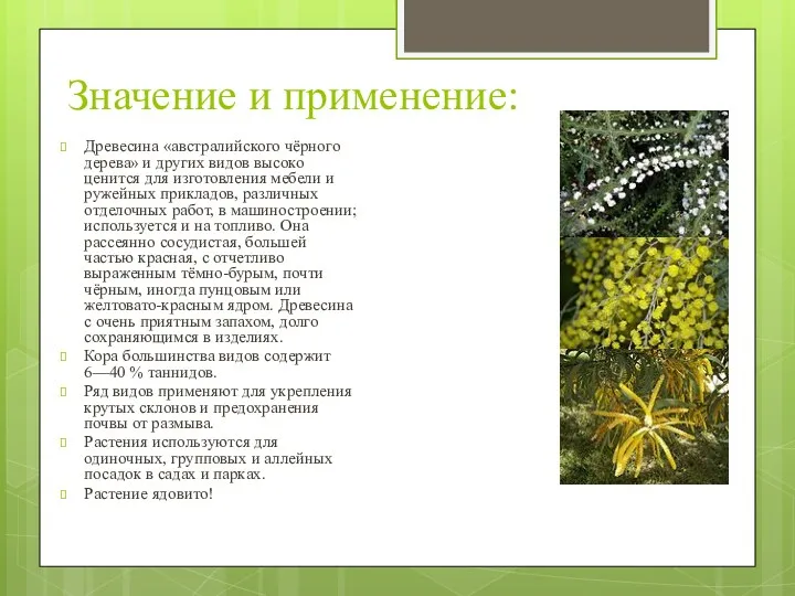 Значение и применение: Древесина «австралийского чёрного дерева» и других видов