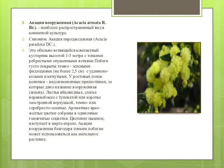 Акация вооруженная (Acacia armata R. Br.). - наиболее распространенный вид