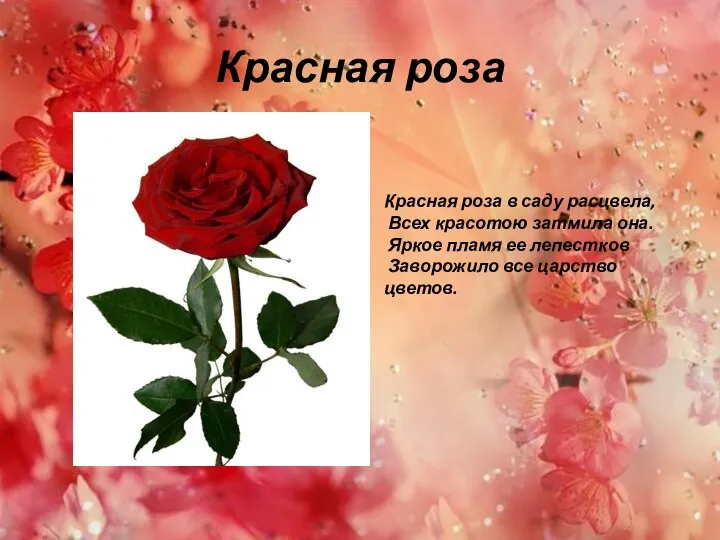 Красная роза Красная роза в саду расцвела, Всех красотою затмила она. Яркое пламя