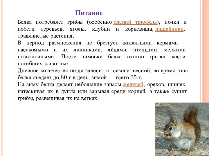 Белка потребляет грибы (особенно олений трюфель), почки и побеги деревьев, ягоды, клубни и