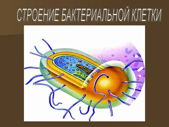 СТРОЕНИЕ БАКТЕРИАЛЬНОЙ КЛЕТКИ