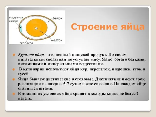 Строение яйца Куриное яйцо – это ценный пищевой продукт. По