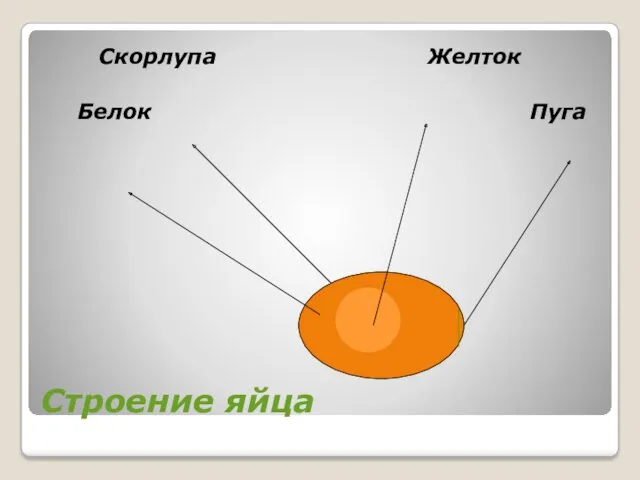 Строение яйца Скорлупа Желток Белок Пуга