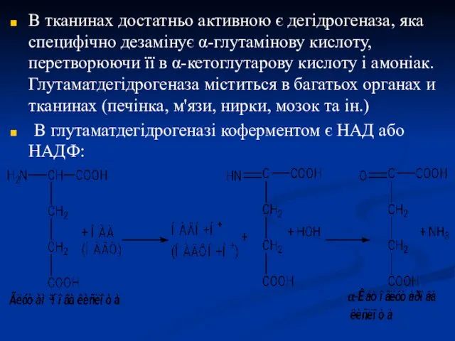 В тканинах достатньо активною є дегідрогеназа, яка специфічно дезамінує α-глутамінову