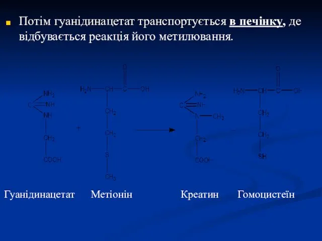 Потім гуанідинацетат транспортується в печінку, де відбувається реакція його метилювання. Гуанідинацетат Метіонін Креатин Гомоцистеїн