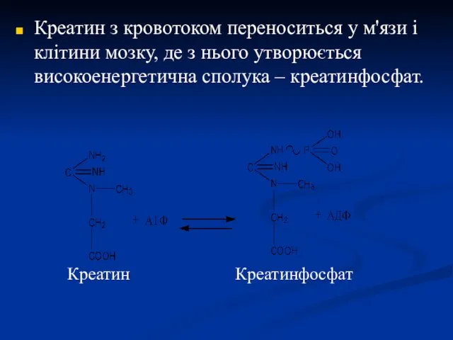 Креатин з кровотоком переноситься у м'язи і клітини мозку, де