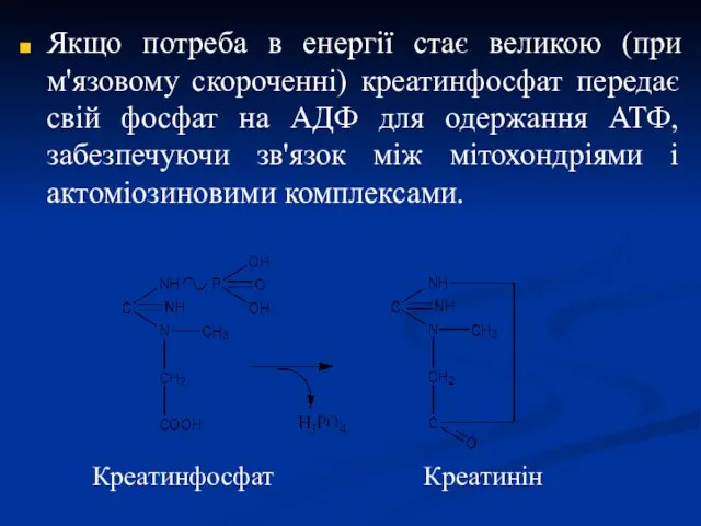 Якщо потреба в енергії стає великою (при м'язовому скороченні) креатинфосфат