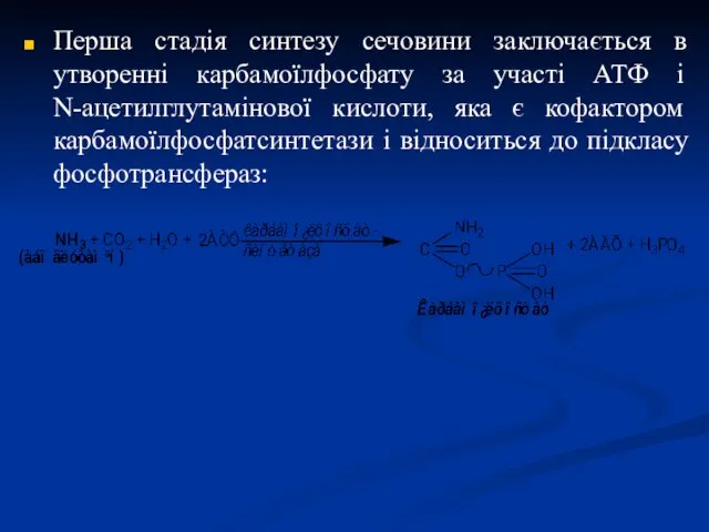 Перша стадія синтезу сечовини заключається в утворенні карбамоїлфосфату за участі