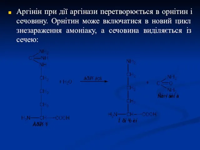 Аргінін при дії аргінази перетворюється в орнітин і сечовину. Орнітин