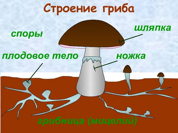 шляпка грибница (мицелий) плодовое тело ножка Строение гриба споры