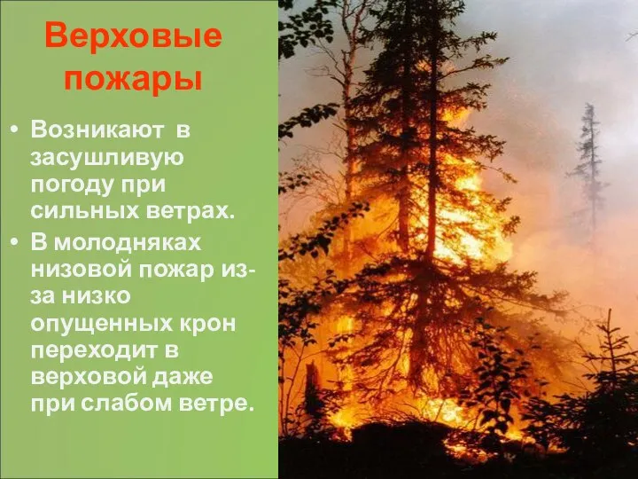 Верховые пожары Возникают в засушливую погоду при сильных ветрах. В