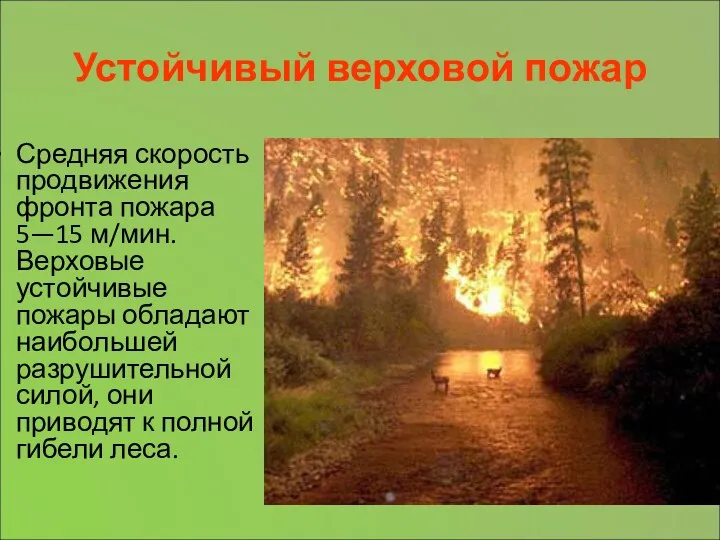 Устойчивый верховой пожар Средняя скорость продвижения фронта пожара 5—15 м/мин.