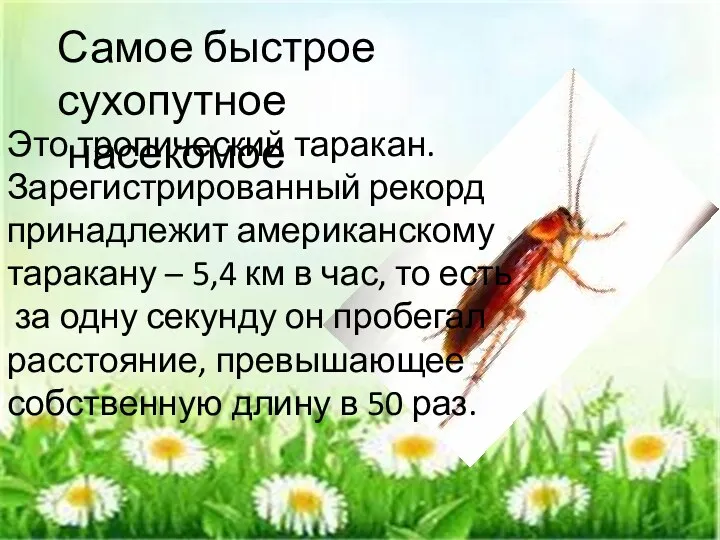 Самое быстрое сухопутное насекомое Это тропический таракан. Зарегистрированный рекорд принадлежит