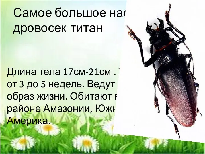 Самое большое насекомое дровосек-титан Длина тела 17см-21см . Живут от 3 до 5