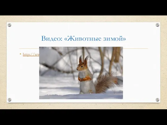 Видео: «Животные зимой» http://www.youtube.com/watch?v=q2qNIB07MT4