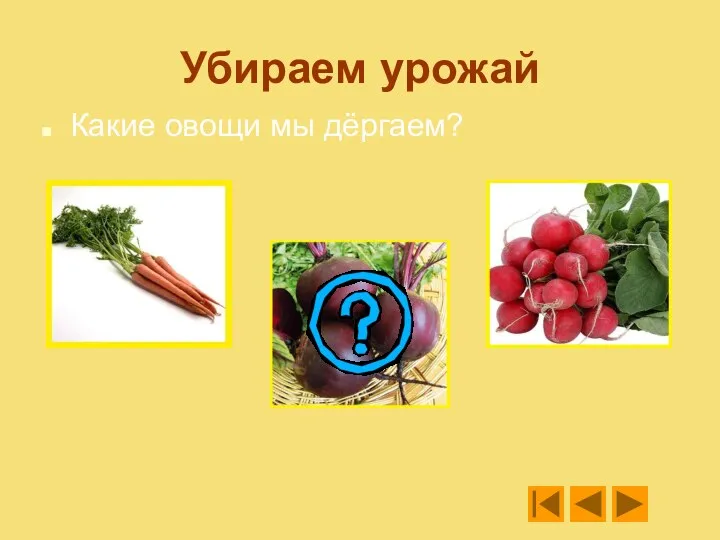 Убираем урожай Какие овощи мы дёргаем?