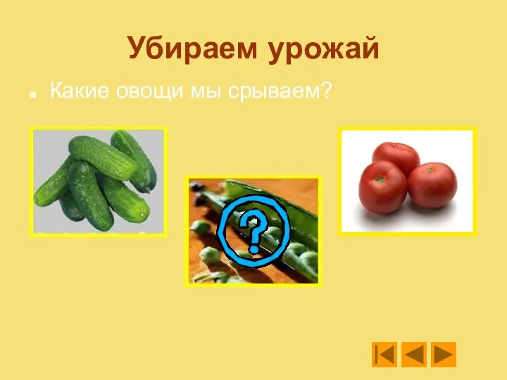 Убираем урожай Какие овощи мы срываем?