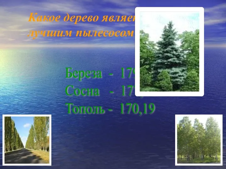 Береза - 179,63 Сосна - 177,48 Тополь - 170,19 Какое дерево является лучшим пылесосом?