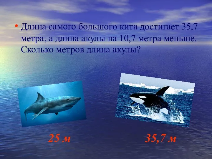 Длина самого большого кита достигает 35,7 метра, а длина акулы на 10,7 метра