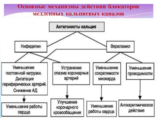 Основные механизмы действия блокаторов медленных кальциевых каналов