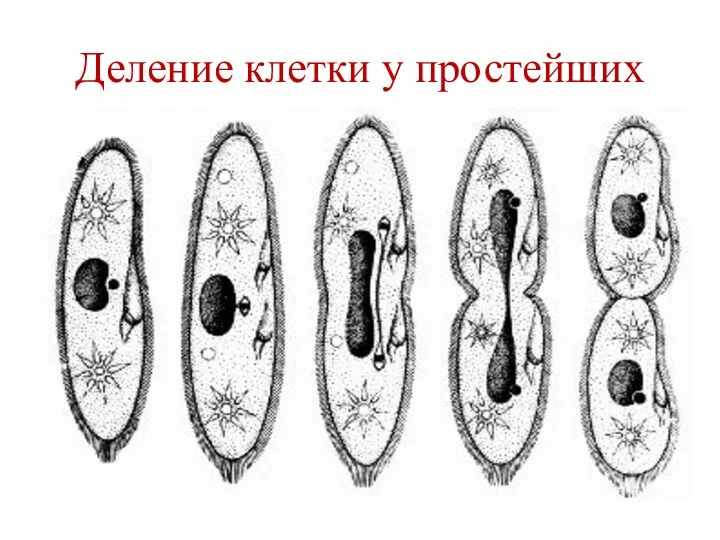 Деление клетки у простейших