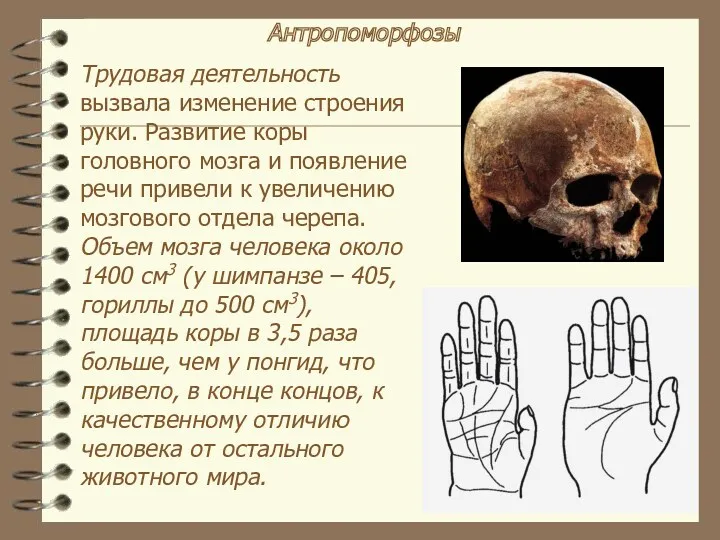 Антропоморфозы Трудовая деятельность вызвала изменение строения руки. Развитие коры головного мозга и появление