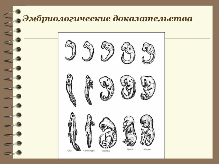 Эмбриологические доказательства