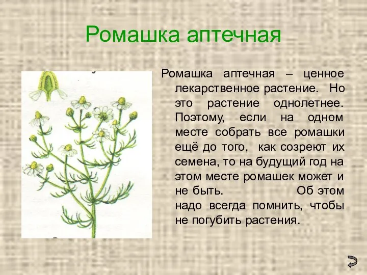 Ромашка аптечная Ромашка аптечная – ценное лекарственное растение. Но это растение однолетнее. Поэтому,