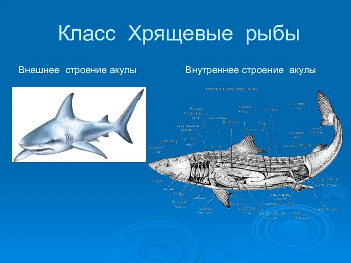 Класс Хрящевые рыбы Внешнее строение акулы Внутреннее строение акулы