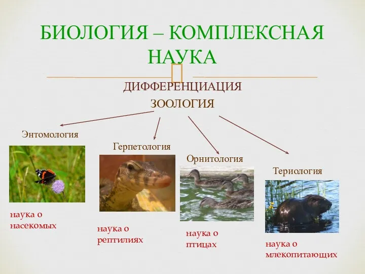 БИОЛОГИЯ – КОМПЛЕКСНАЯ НАУКА ДИФФЕРЕНЦИАЦИЯ ЗООЛОГИЯ Энтомология Герпетология Орнитология Териология