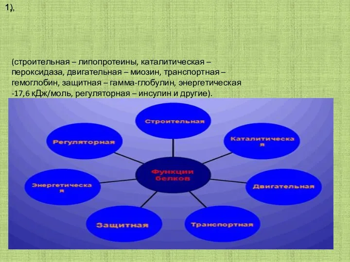 1), 1, (строительная – липопротеины, каталитическая – пероксидаза, двигательная –