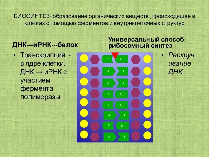 БИОСИНТЕЗ- образование органических веществ ,происходящее в клетках с помощью ферментов