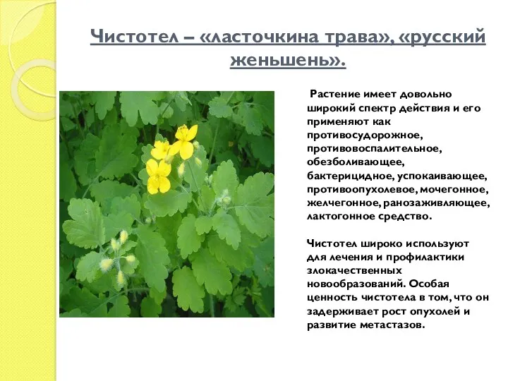 Чистотел – «ласточкина трава», «русский женьшень». Растение имеет довольно широкий