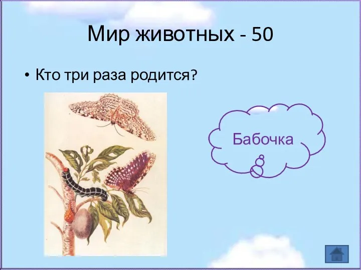 Мир животных - 50 Кто три раза родится? Бабочка
