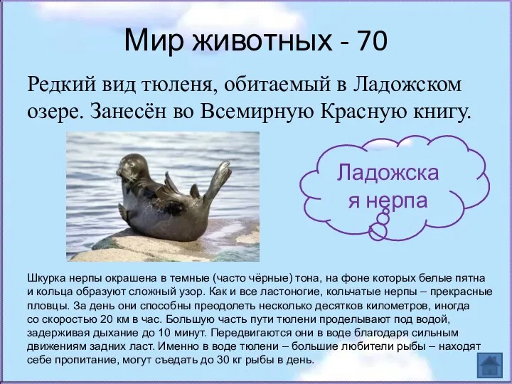 Мир животных - 70 Редкий вид тюленя, обитаемый в Ладожском