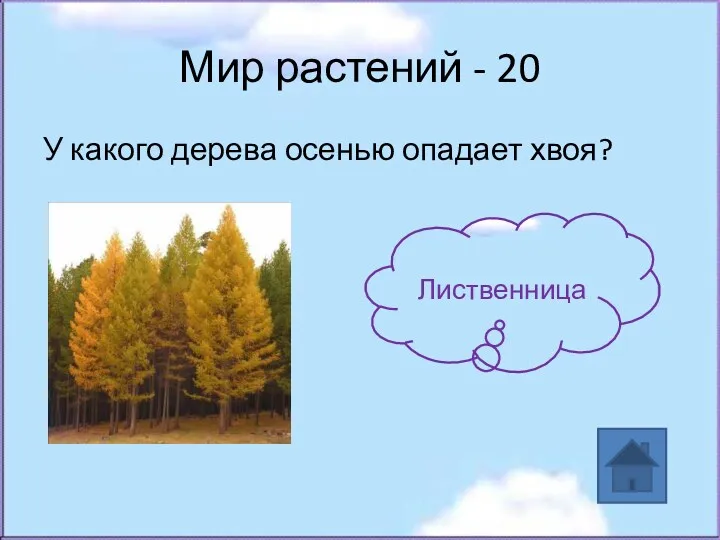 Мир растений - 20 У какого дерева осенью опадает хвоя? Лиственница