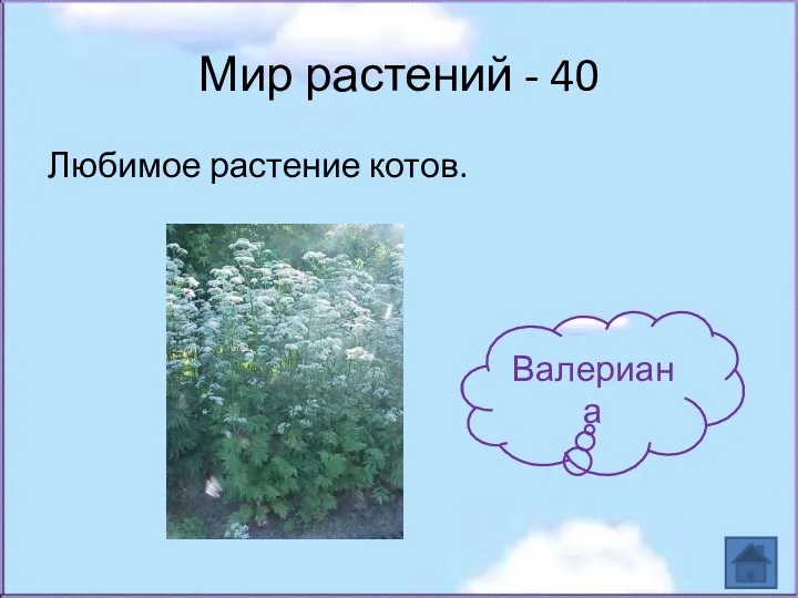 Мир растений - 40 Любимое растение котов. Валериана
