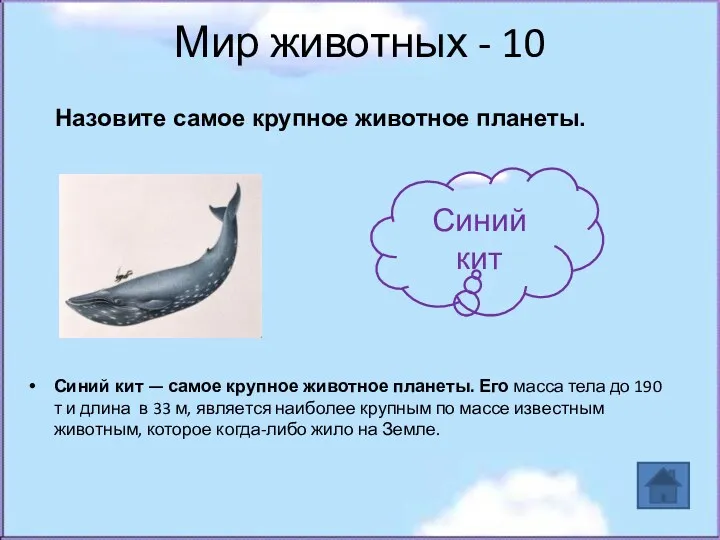 Мир животных - 10 Синий кит — самое крупное животное
