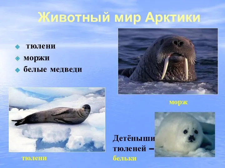 Животный мир Арктики морж тюлени Детёныши тюленей – бельки тюлени моржи белые медведи