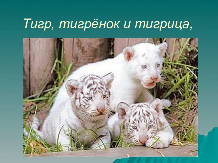 Тигр, тигрёнок и тигрица,
