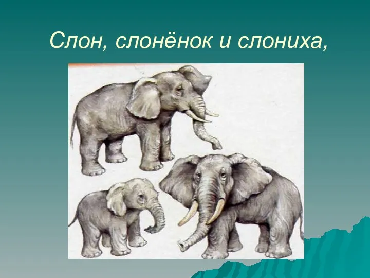 Слон, слонёнок и слониха,