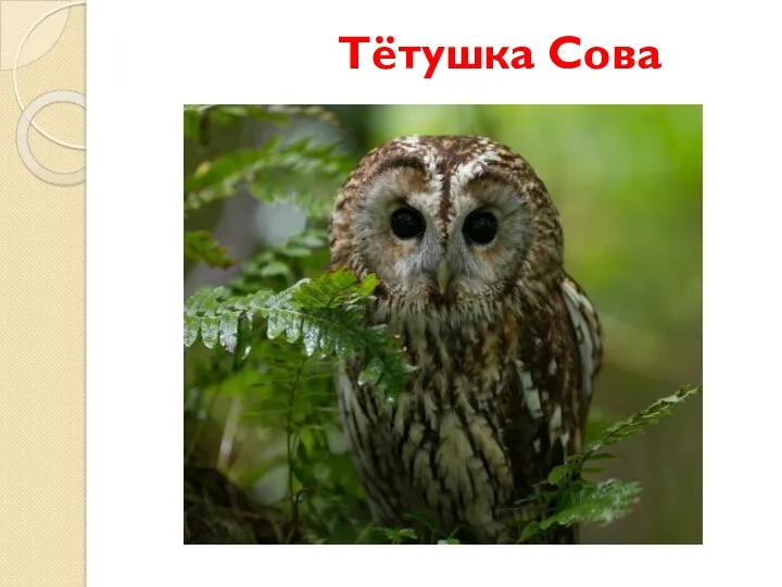 Тётушка Сова