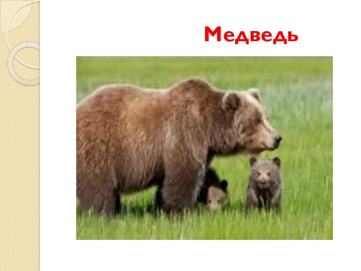 Медведь