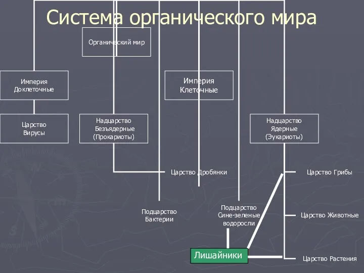 Система органического мира Лишайники