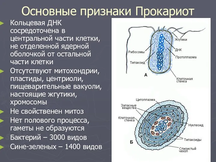 Основные признаки Прокариот Кольцевая ДНК сосредоточена в центральной части клетки,