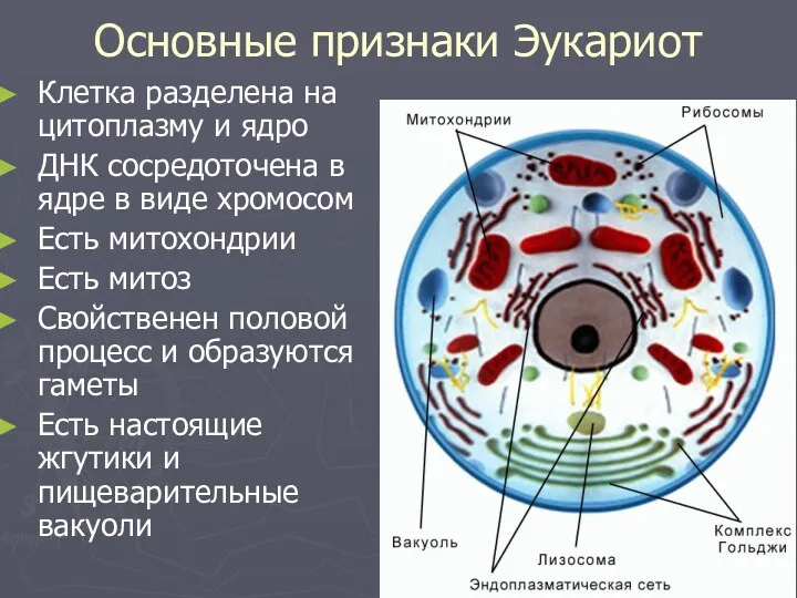 Основные признаки Эукариот Клетка разделена на цитоплазму и ядро ДНК